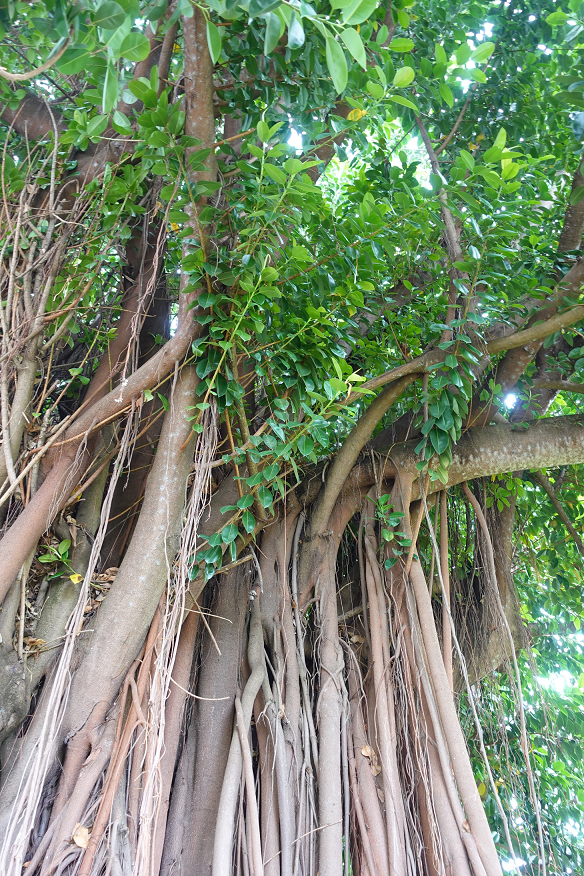 Le banyan asiatique s’est acclimaté au Brésil. Crédits Gérard Wormser