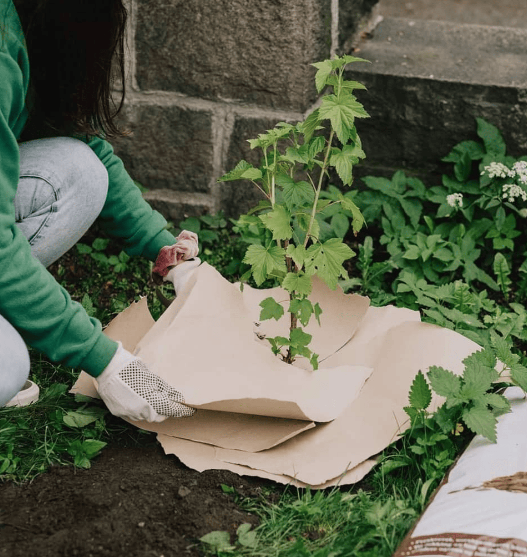 Planting the berry bushes with H20 students. Credit: Nabolagshager, 2021.